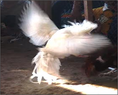 Cock fight in Timor